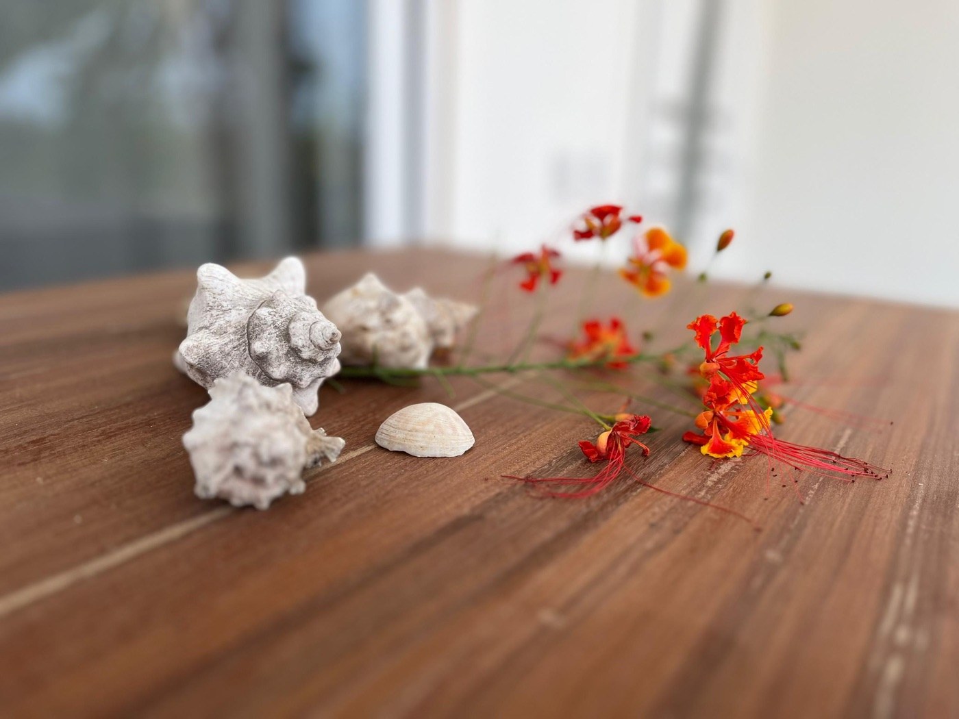 Blüten & Muscheln